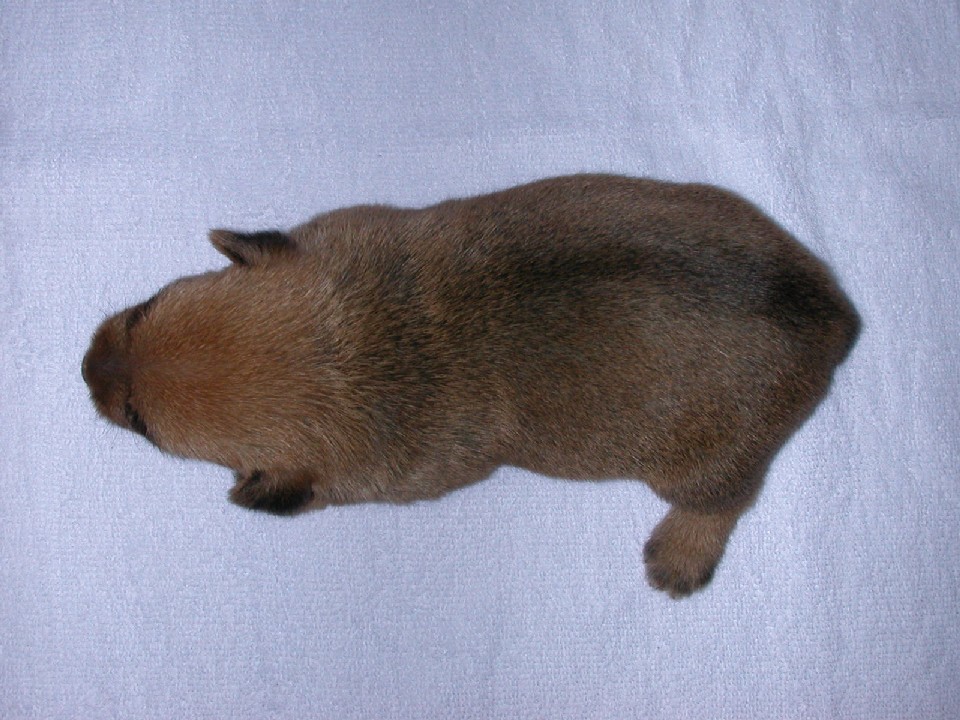 ����å��ǲ�����ɽ��