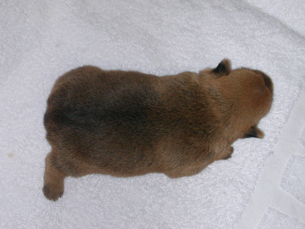 ����å��ǲ�����ɽ��