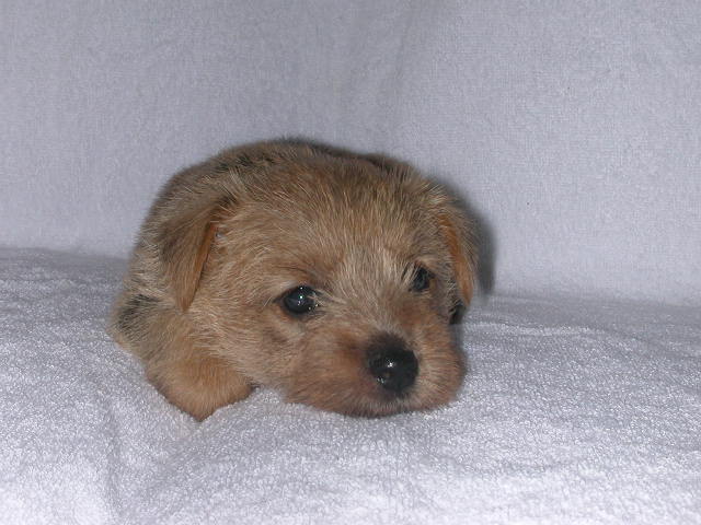 ����å��ǲ�����ɽ��