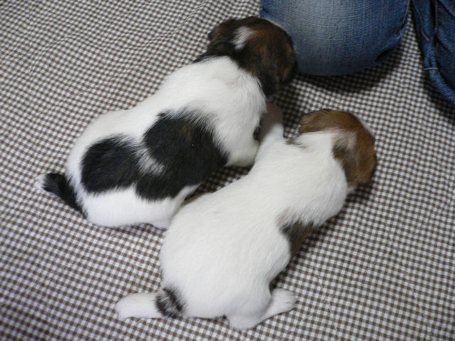 ����å��ǲ�����ɽ��