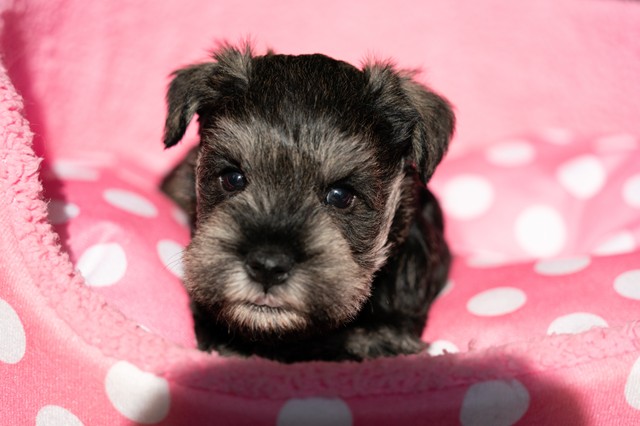 ����å��ǲ�����ɽ��