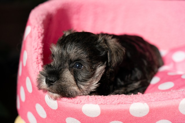 ����å��ǲ�����ɽ��