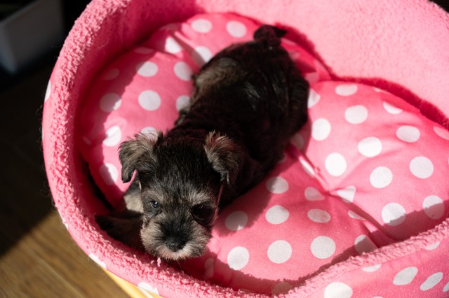 ����å��ǲ�����ɽ��