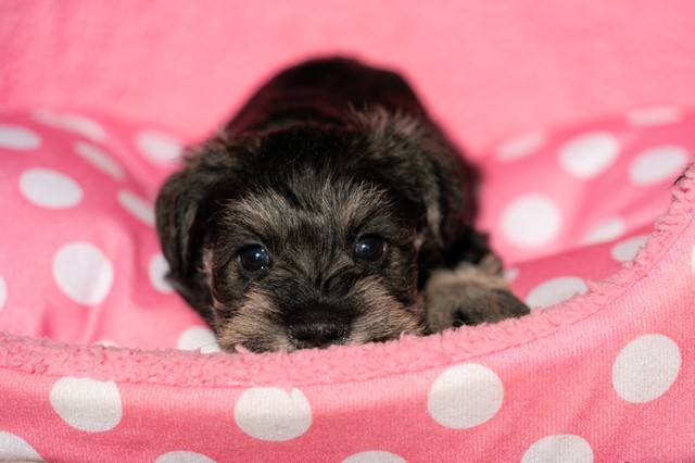 ����å��ǲ�����ɽ��