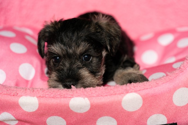 ����å��ǲ�����ɽ��