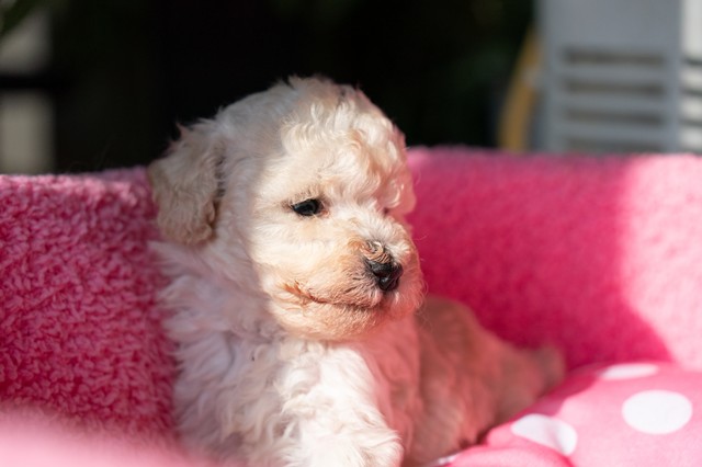 ����å��ǲ�����ɽ��