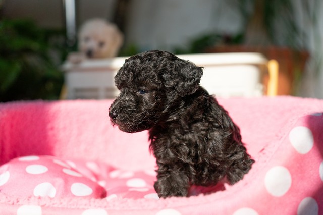 ����å��ǲ�����ɽ��