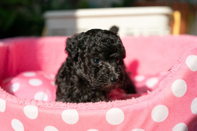 ����å��ǲ�����ɽ��