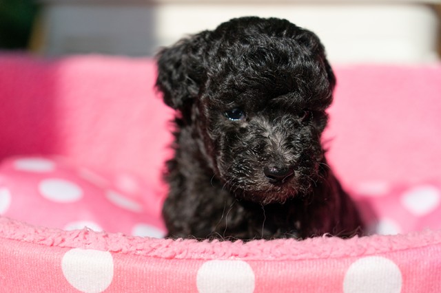 ����å��ǲ�����ɽ��