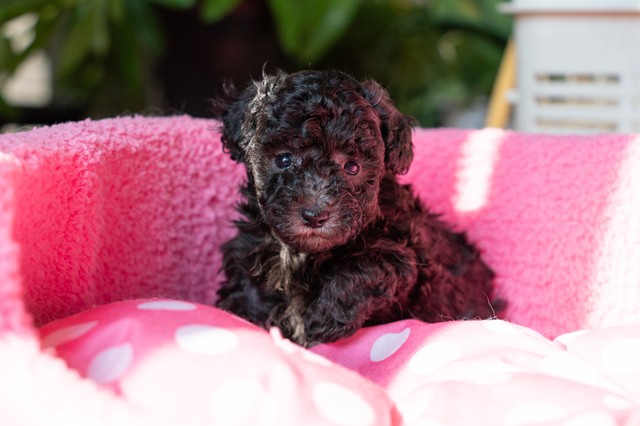 ����å��ǲ�����ɽ��