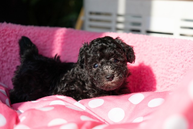 ����å��ǲ�����ɽ��