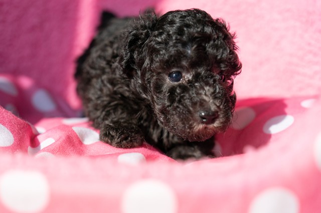 ����å��ǲ�����ɽ��